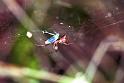 Linyphia_triangularis_F1991_Z_80_Les Gris_Frankrijk